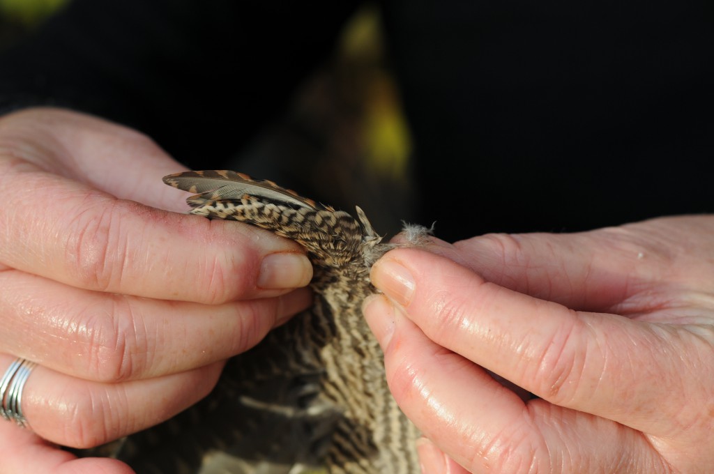 Penselfjeren på sneppens vinge er trofæet. Så udover at snepper smager rigtig godt er det også en trofæfugl. Det er med til at den bliver endnu mere spændende at jage for mange.