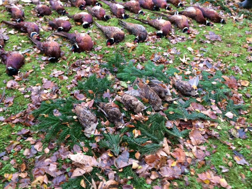 Snepper på første række på Sjælland.